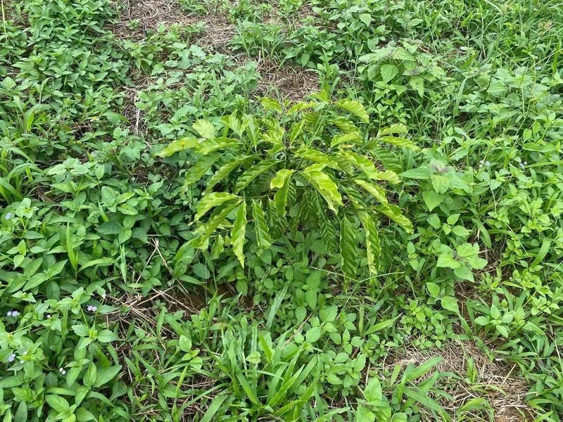 Bán đất 8 hectare Bảo Lâm Lâm Đồng 900 triệu