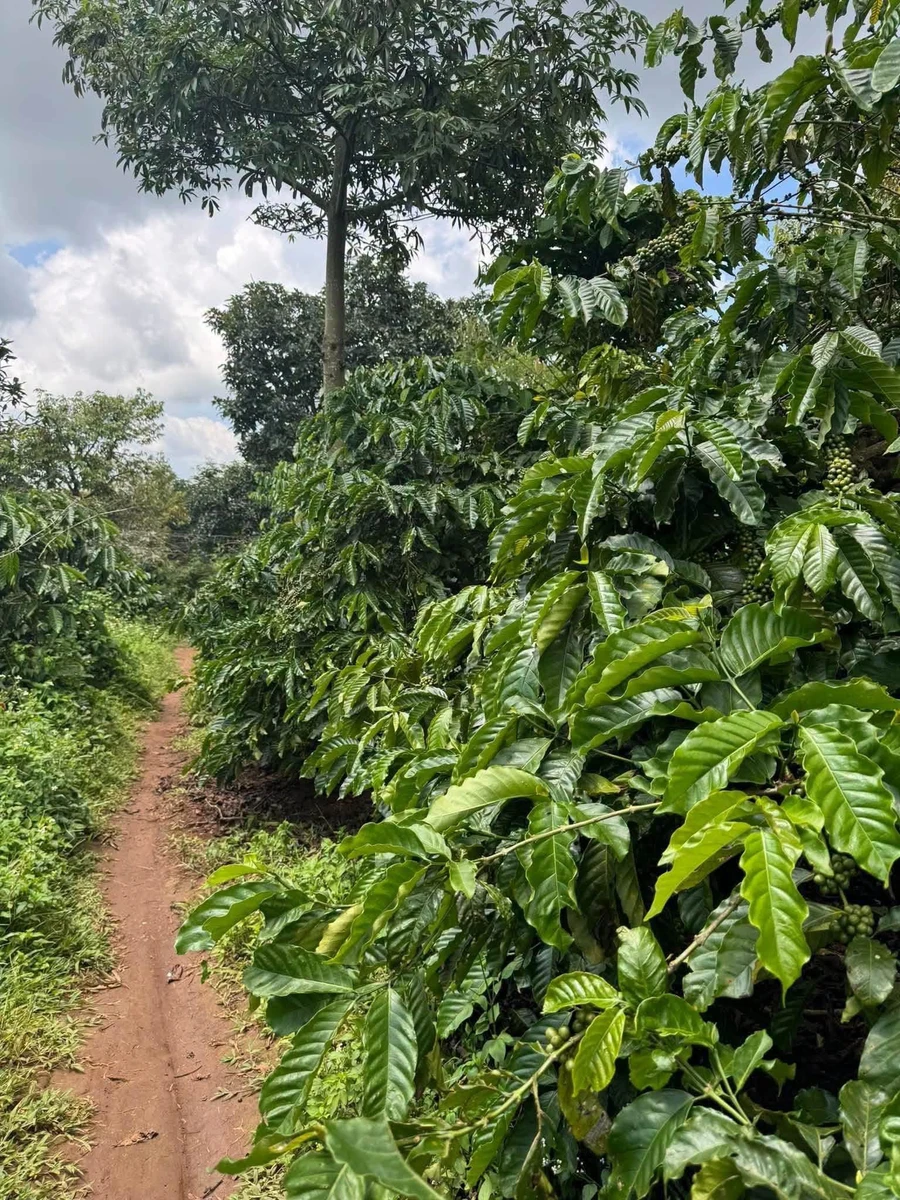 Bán đất 1ha 8 phun cà phê Ea Tân, Đắk Lắk - Ảnh thu nhỏ 3