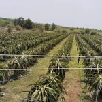 Bán vườn thanh long 2.8ha tại Xã Tân Hải Lagi Bà Rịa Vũng Tàu - Ảnh thu nhỏ 3