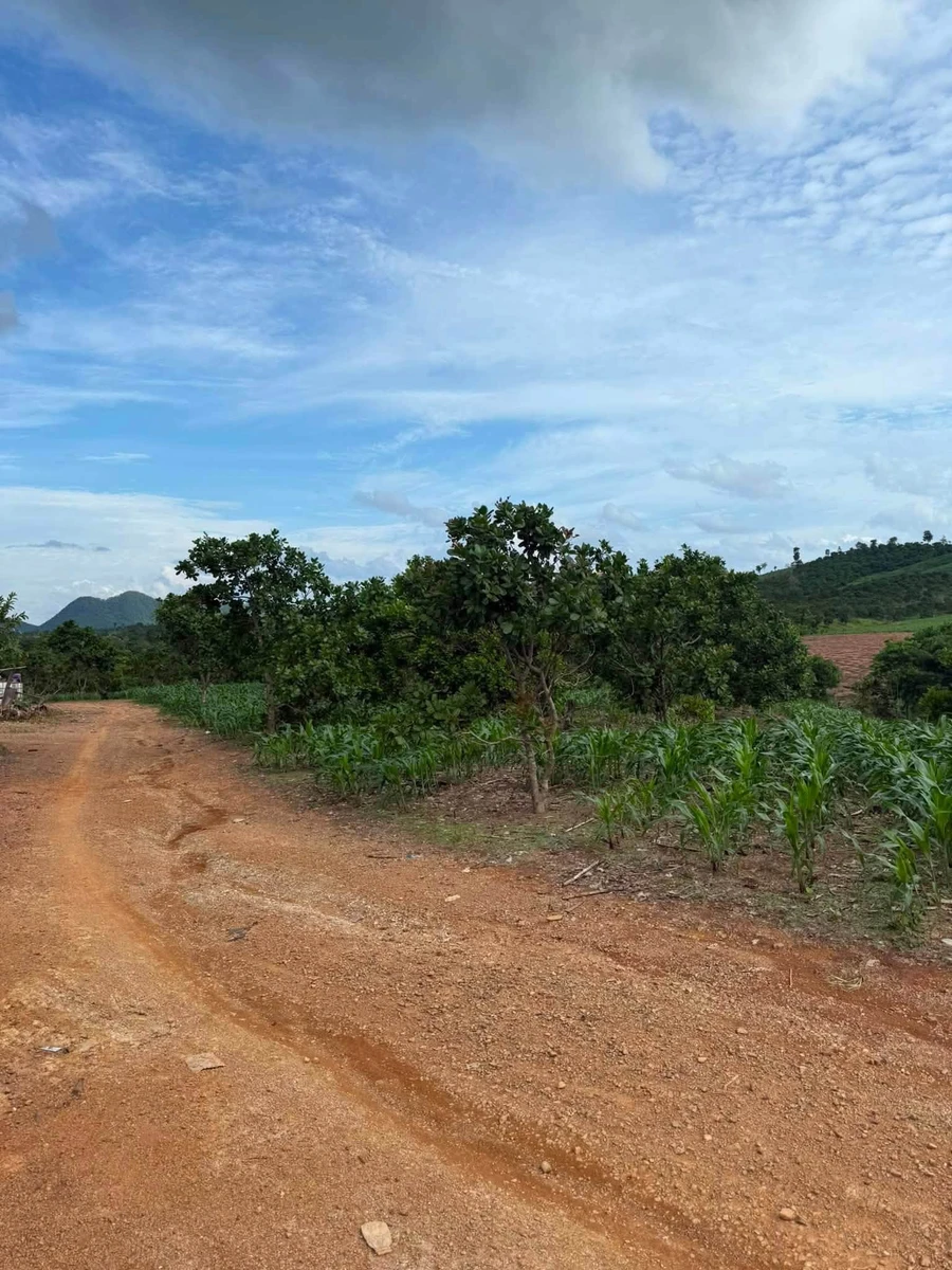 Bán 5 ha đất Đắk Lắk, 120 triệu/ha - Ảnh thu nhỏ 3