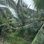 Bán đất 4000m² chợ gạo Tiền Giang giá 3,48 tỷ - Ảnh thu nhỏ 3