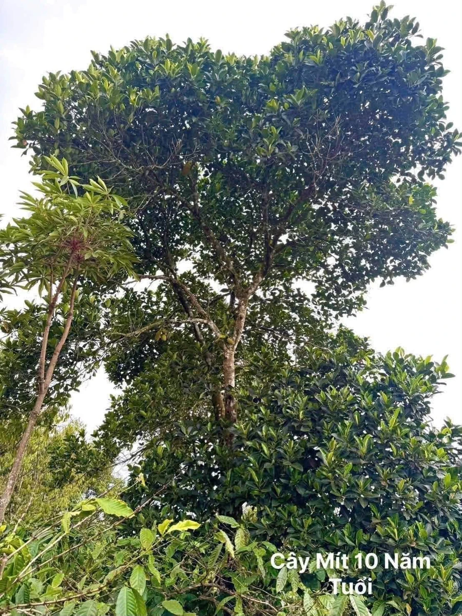 Bán đất Di Linh Lâm Đồng 408m2 giá 849 triệu - Ảnh thu nhỏ 5