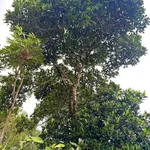 Bán đất Di Linh Lâm Đồng 408m2 giá 849 triệu - Ảnh thu nhỏ 5