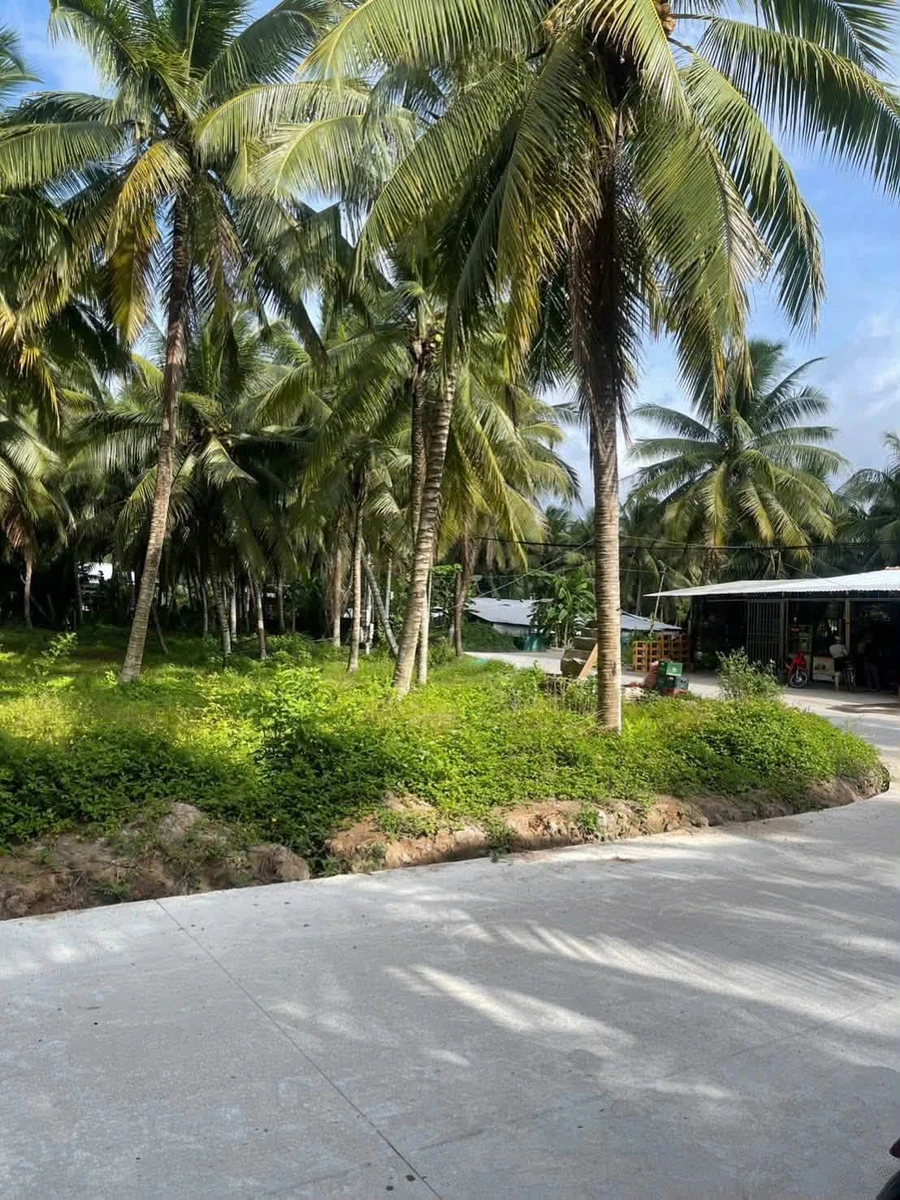 Bán đất Hoà Lộc Mỏ Cày Bắc 1115 m² - 1 tỷ 500 triệu - Ảnh thu nhỏ 3