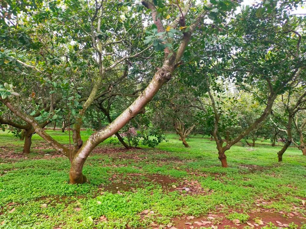 Bán đất 400m² Bình Tân Đồng Nai 2,5 tỷ - Ảnh 1