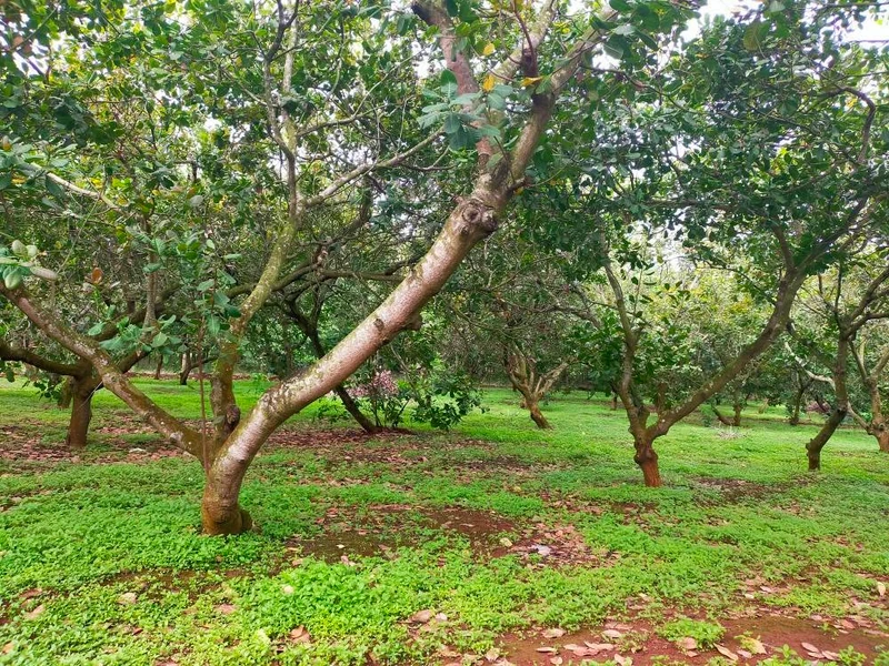 Bán đất 400m² Bình Tân Đồng Nai 2,5 tỷ