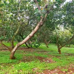 Bán đất 400m² Bình Tân Đồng Nai 2,5 tỷ - Ảnh thu nhỏ 1