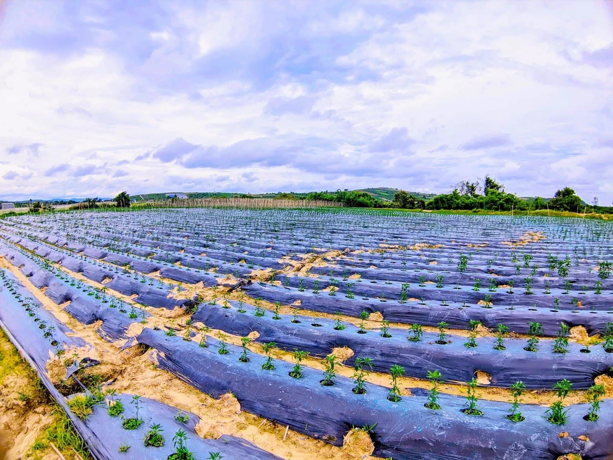 Bán đất 3,1 hectare thôn Phú Ao, Lâm Đồng - Ảnh 1