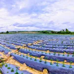 Bán đất 3,1 hectare thôn Phú Ao, Lâm Đồng - Ảnh thu nhỏ 1