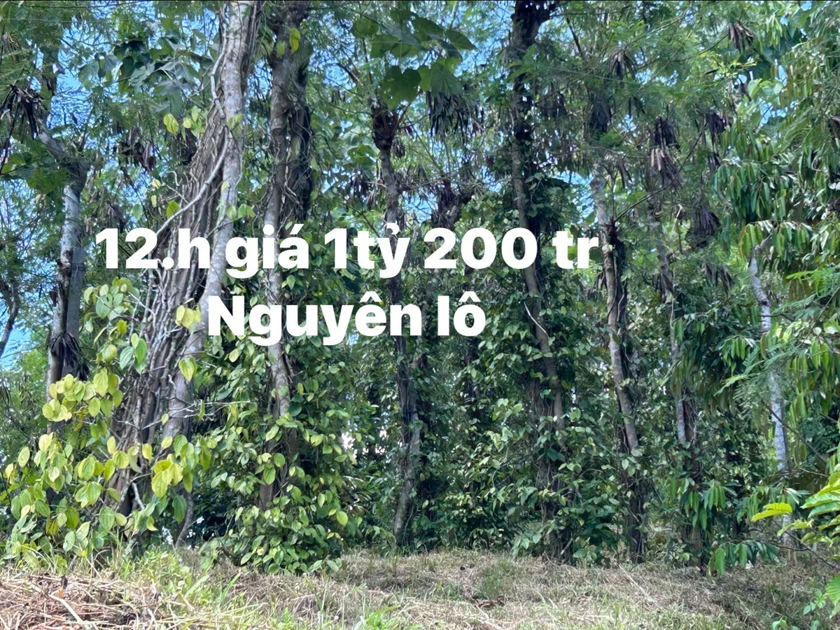 Bán đất 1.2 hecta Đắk Nông, 1.2 tỷ, có cà phê và tiêu - Ảnh 1