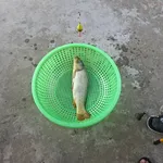 Bán đất vườn 1568m2 góc 3 mặt tiền Gia Tân, Hóc Môn - Ảnh thu nhỏ 1