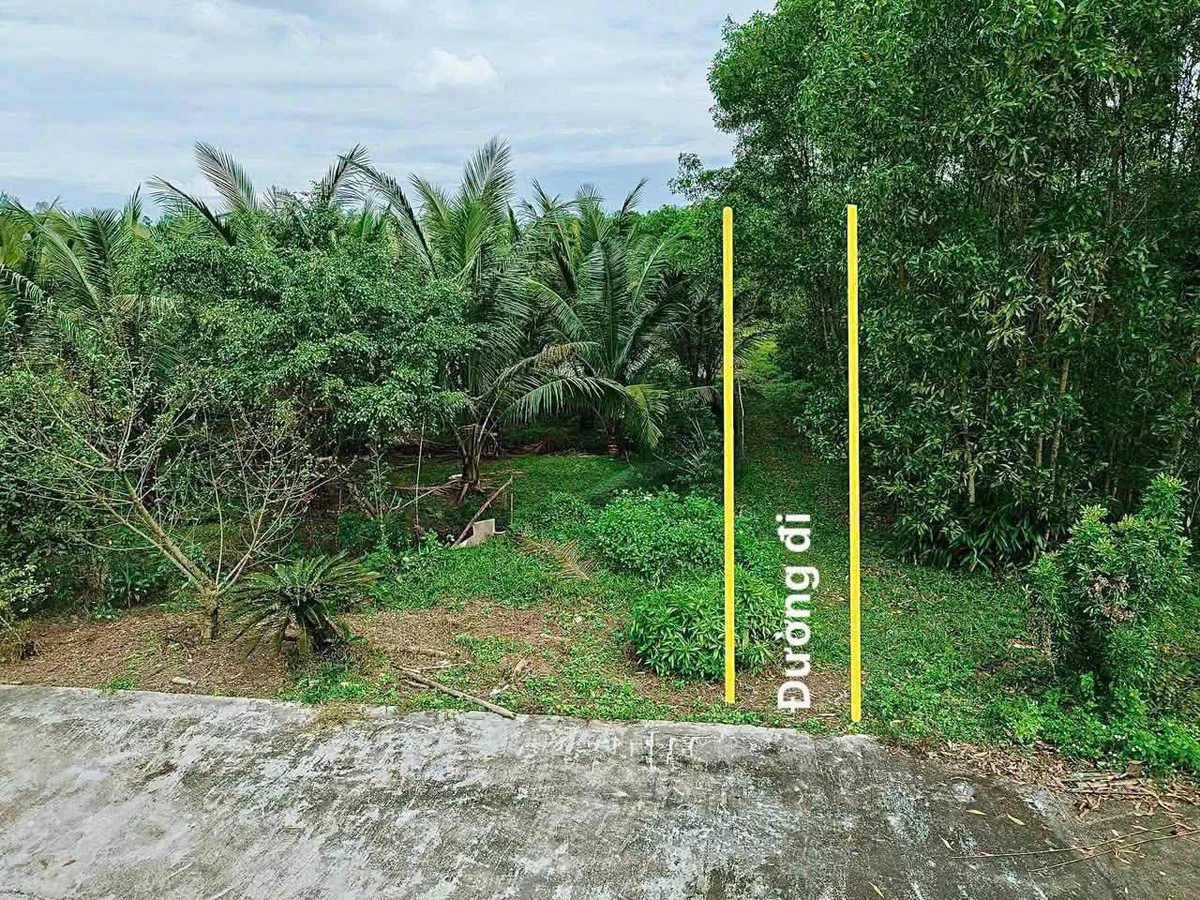Bán 660m² đất CLN quy hoạch đất ở tại Phong Điền, TP Huế giá 99 triệu - Ảnh thu nhỏ 3