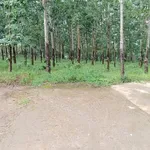 Bán rẫy cao su điều 3.7ha Phú Riềng 4 tỷ - Ảnh thu nhỏ 1