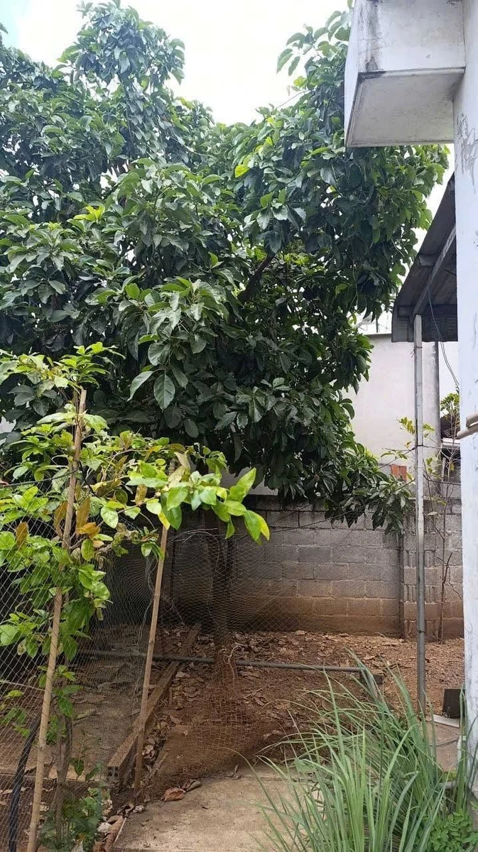 Bán nhà vườn mặt tiền đường số 9 Tân Hưng, 355m2, giá 3,8 tỷ, TP Bà Rịa - Ảnh thu nhỏ 5