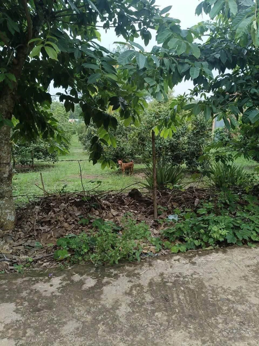Bán đất 15x100m ở Tân Thành Đồng Xoài giá 1,2 tỷ - Ảnh 1