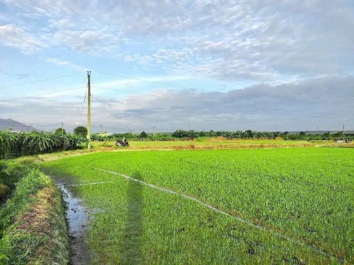 Bán đất vườn 2,5 sào quy hoạch full thổ cư Lâm Đồng - Ảnh 1