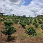 Bán đất nền gần 8 sào tại xã Đắk Mil, Đắk Nông - Ảnh thu nhỏ 2