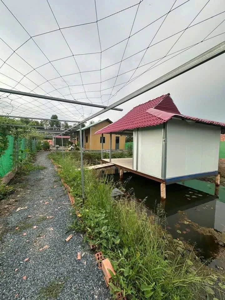 Bán nhà vườn 1000m2 Đức Huệ Long An, 1 tỷ 590 - Ảnh thu nhỏ 4