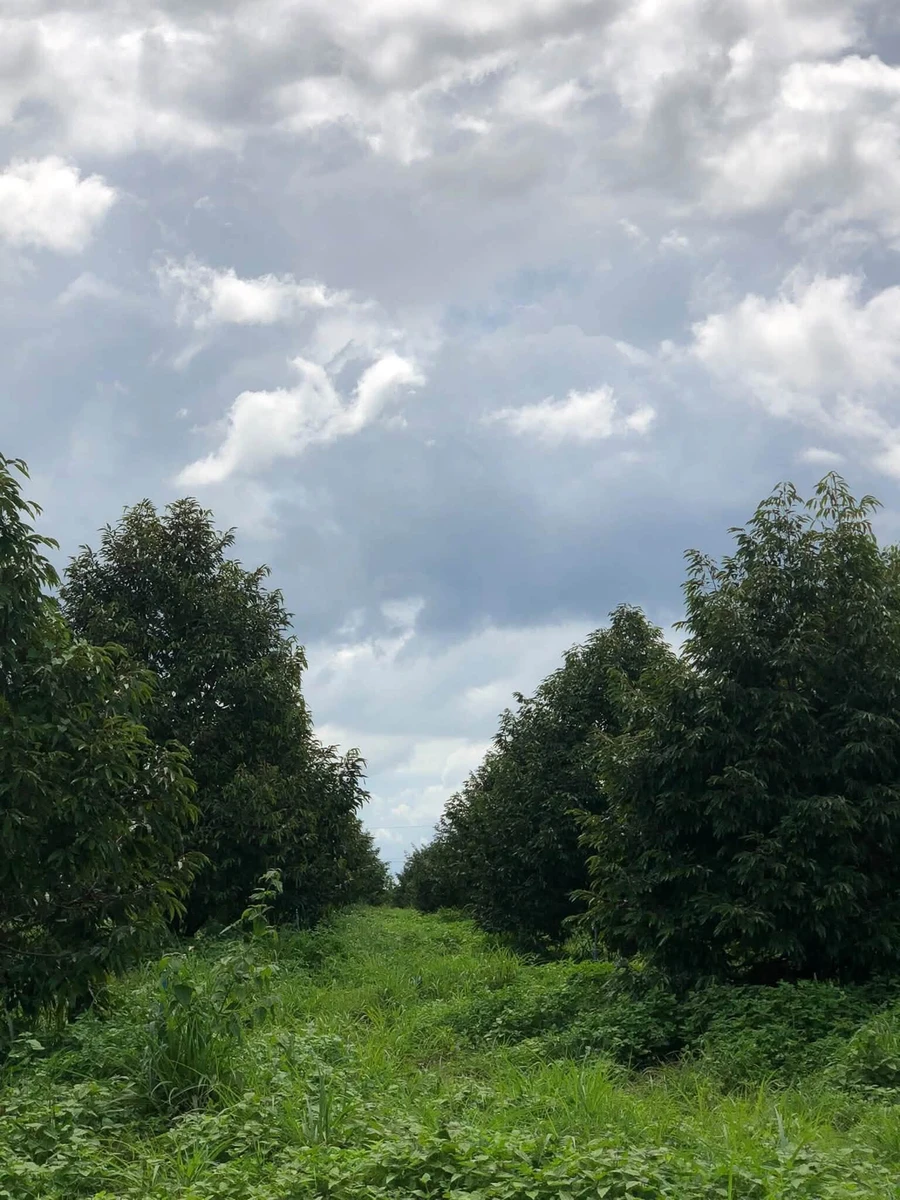 Bán 6,5 ha đất trồng sầu riêng Xã Ea Wer, Đắk Lắk - Ảnh thu nhỏ 2