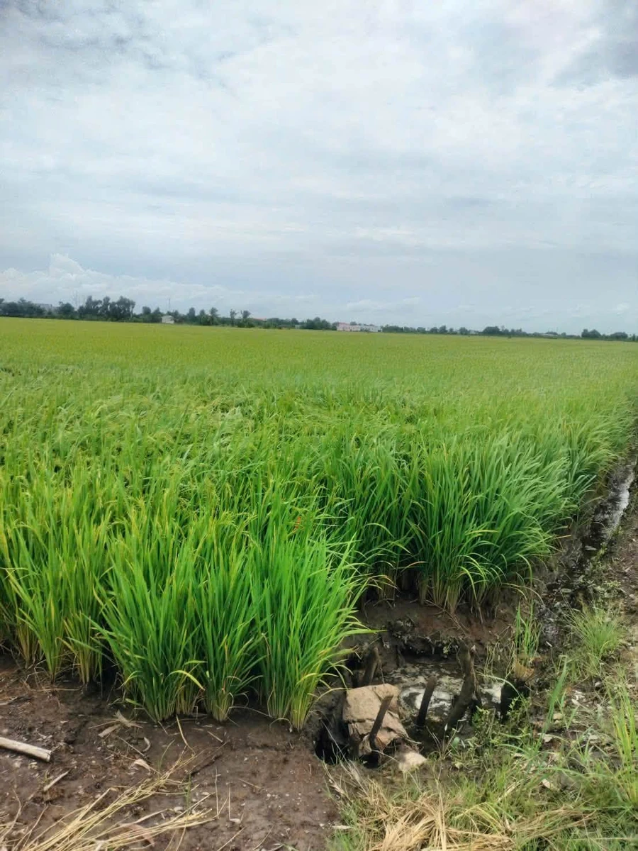 Bán 11.000m² đất lúa Tân Thành Thủ Thừa, Tây Ninh - Ảnh 1