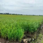 Bán 11.000m² đất lúa Tân Thành Thủ Thừa, Tây Ninh - Ảnh thu nhỏ 1
