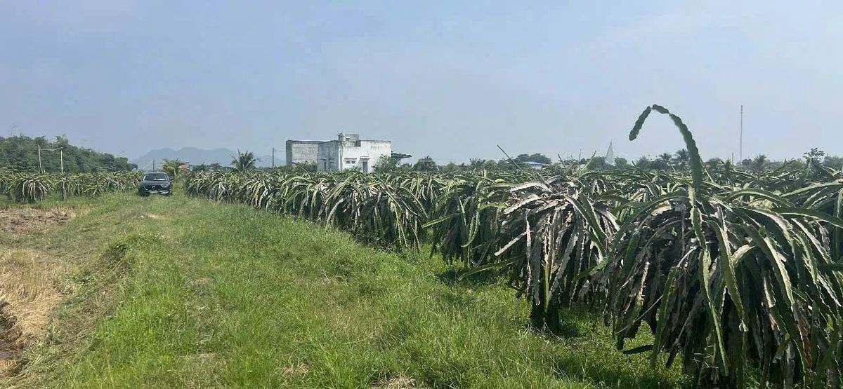 Bán đất 1800m² Kênh N29 Hàm Liêm, Bình Thuận 599 triệu - Ảnh thu nhỏ 2