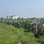 Bán đất 1800m² Kênh N29 Hàm Liêm, Bình Thuận 599 triệu - Ảnh thu nhỏ 2