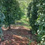 Bán vườn cà phê tiêu 5 sào Tuy Đức Đăk Nông - Ảnh thu nhỏ 3