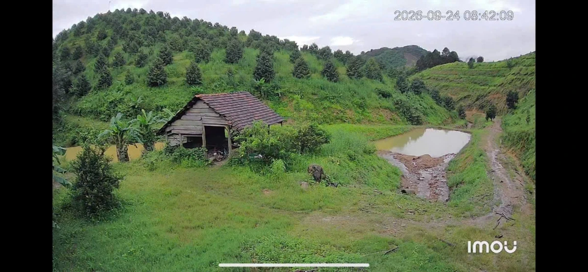 Bán 5,5 ha đất sầu riêng Mỹ Đức 4 tỷ - Ảnh 1