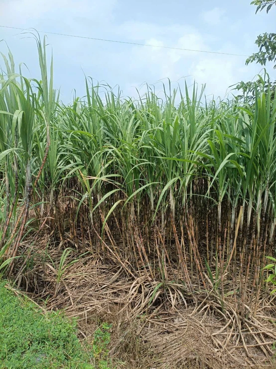 Bán 6.500 m² đất mặt tiền 18m tại Cần Thơ - Ảnh thu nhỏ 3
