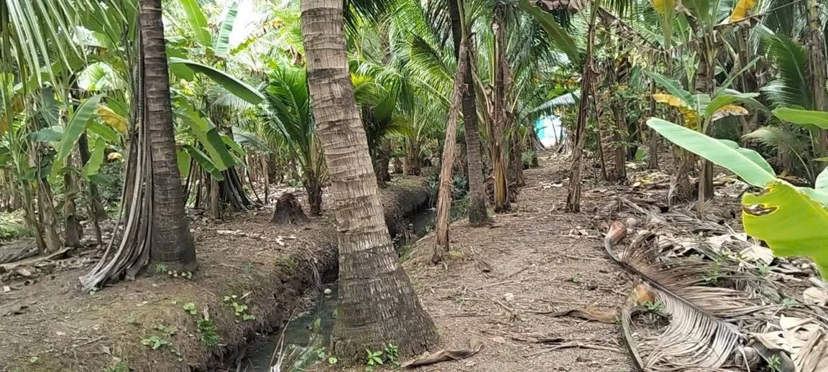 Bán 1000m² đất gần chợ Hữu Định Phước Thạnh Nhà Bè - Ảnh thu nhỏ 3