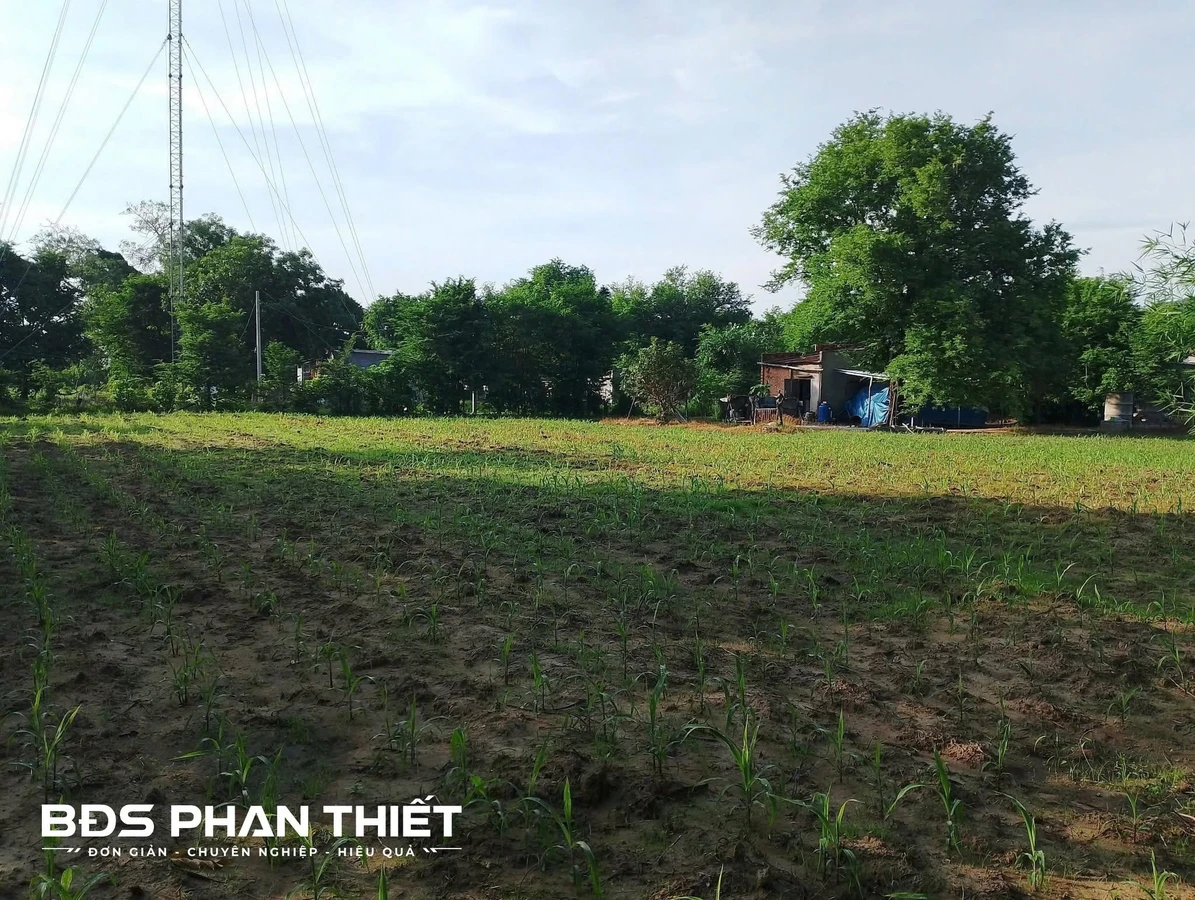Bán đất 2542 m² Phú Thủy với nhà cấp 4, 800 triệu - Ảnh thu nhỏ 3
