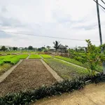 Bán 3700m² đất lúa Phước Hậu Cần Giuộc - Ảnh thu nhỏ 3