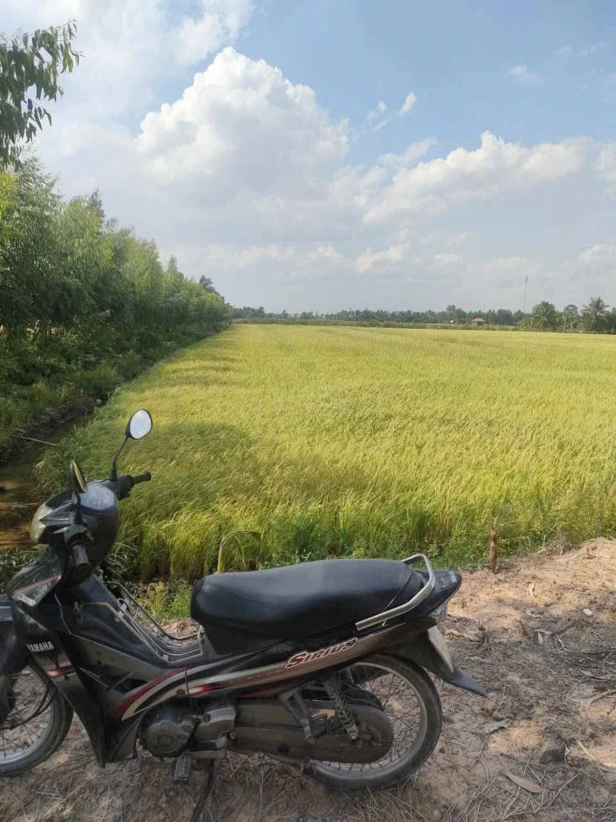 Bán 23.040m² đất lúa ở Bình Hòa Bắc, Tây Ninh - Ảnh thu nhỏ 5