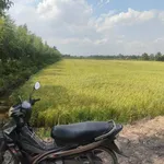 Bán 23.040m² đất lúa ở Bình Hòa Bắc, Tây Ninh - Ảnh thu nhỏ 5