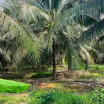 Bán 1.300m2 đất vườn dừa giá 1,1 tỷ tại xã Châu Hưng, Vĩnh Long - Ảnh thu nhỏ 2