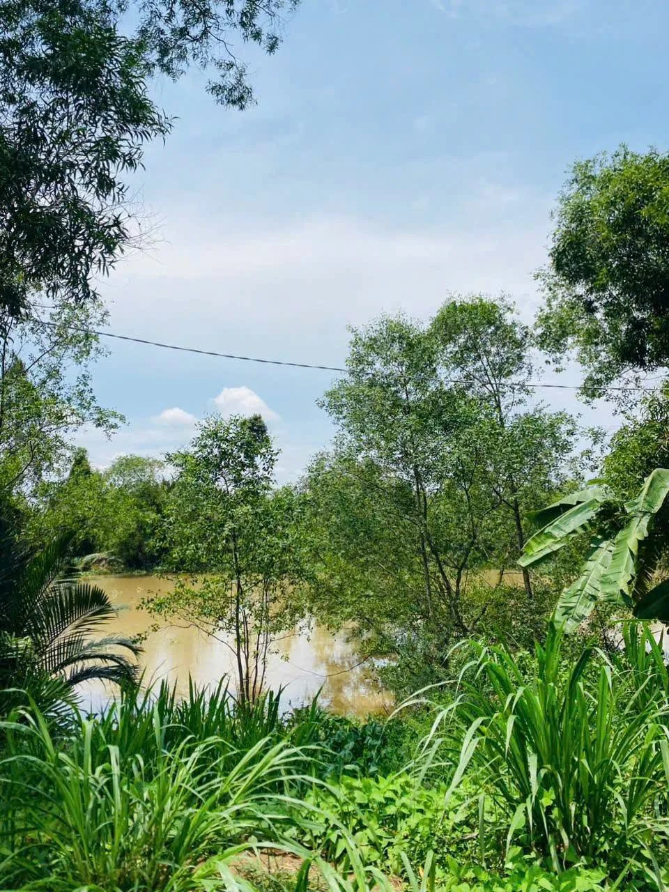 Bán đất vườn 1.500m² view sông Ba Lai Phú Túc 1,2 tỷ - Ảnh 1