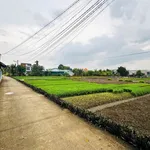Bán đất lúa 3700m² Phước Hậu, Cần Giuộc - Ảnh thu nhỏ 3