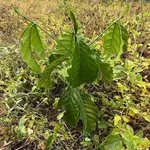 Bán đất 2 hectare có cây kinh doanh tại Eahleo - Ảnh thu nhỏ 5