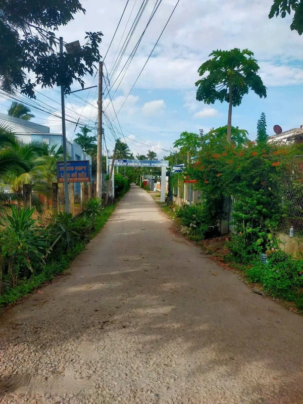 Bán 4.700m² đất vườn dừa tại Vĩnh Long