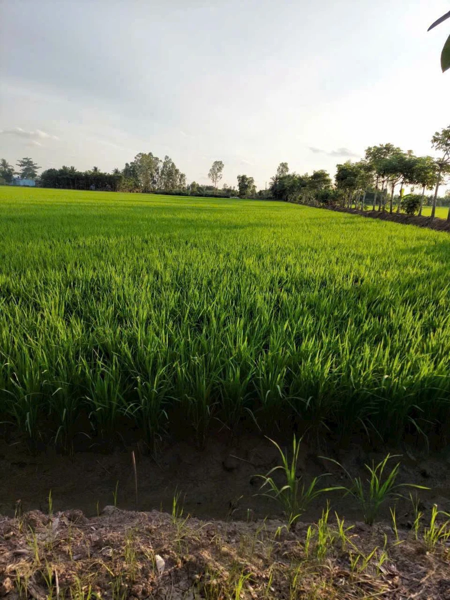 Bán 18 công đất lúa Kênh 5 Hóc Môn, 18.432m2, sổ riêng - Ảnh 1