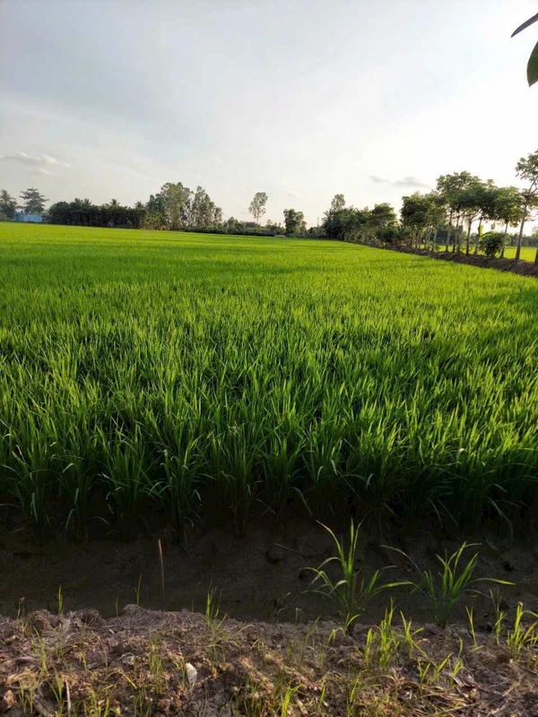 Bán 18 công đất lúa Kênh 5 Hóc Môn, 18.432m2, sổ riêng