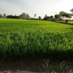 Bán 18 công đất lúa Kênh 5 Hóc Môn, 18.432m2, sổ riêng - Ảnh thu nhỏ 1
