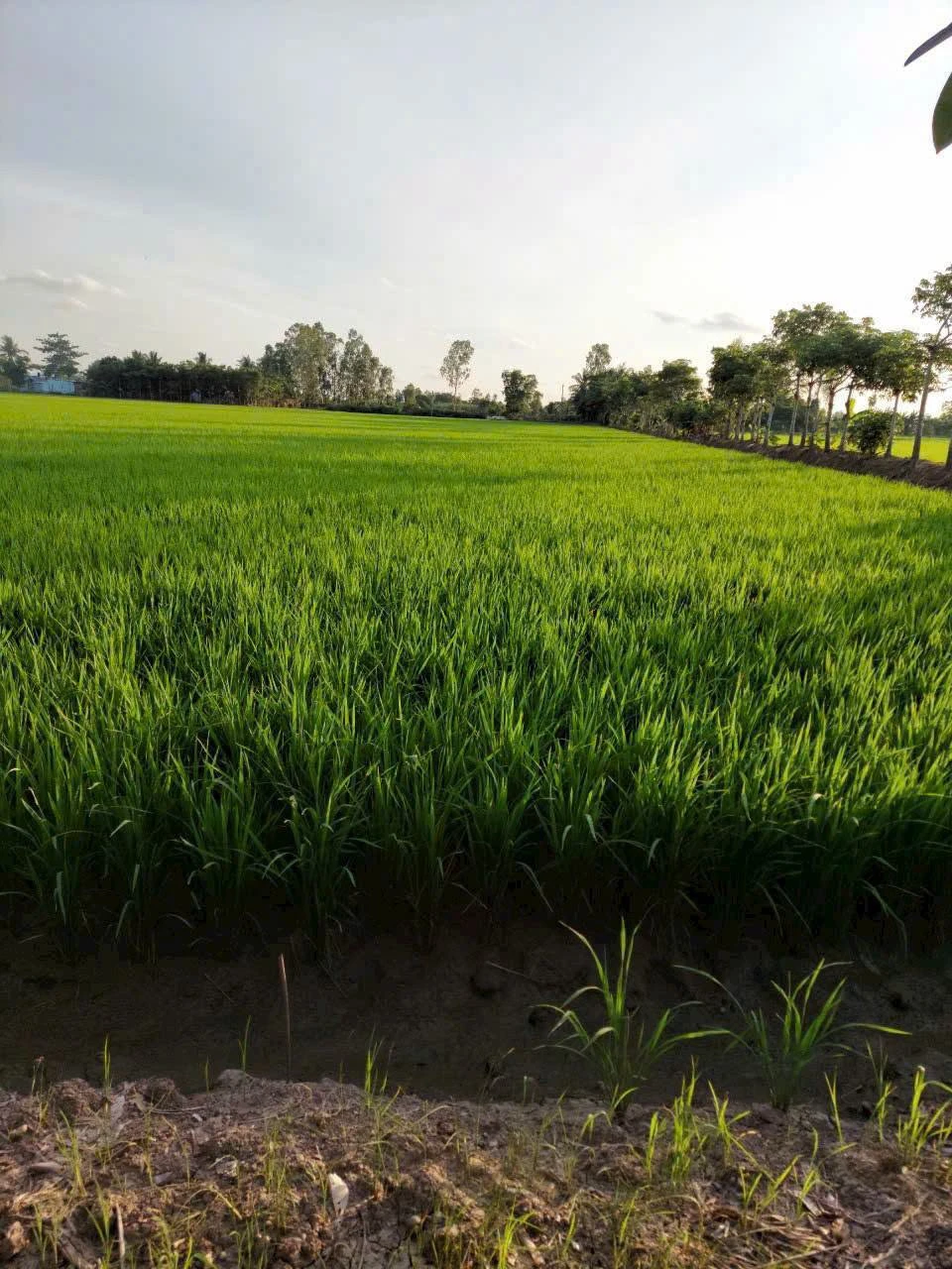 Bán 18 công đất lúa Kênh 5 Hóc Môn, 18.432m2, sổ riêng - Ảnh 1