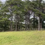 Bán đất 2.8 ha Mai Anh Đào view rừng Đa Nhim Lạc Dương - Ảnh thu nhỏ 4