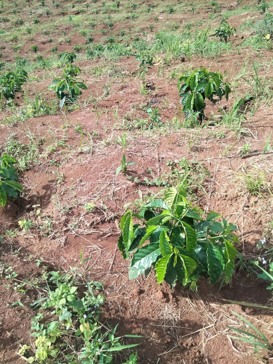 Bán đất Tuy Đức hơn 6000 m² mặt tiền, 580 triệu - Ảnh thu nhỏ 3