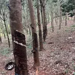 Bán đất cao su 2,5ha Tân Lợi, Đồng Nai, 1 tỷ/ha - Ảnh thu nhỏ 1