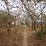 Bán đất 2,5 ha Vĩnh Sơn Tuy Phong Lâm Đồng - Ảnh thu nhỏ 2