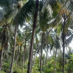 Bán đất vườn dừa 1500m2 mặt tiền lộ hoa tại Thành An, Mỏ Cày Bắc, Bến Tre - Ảnh thu nhỏ 5