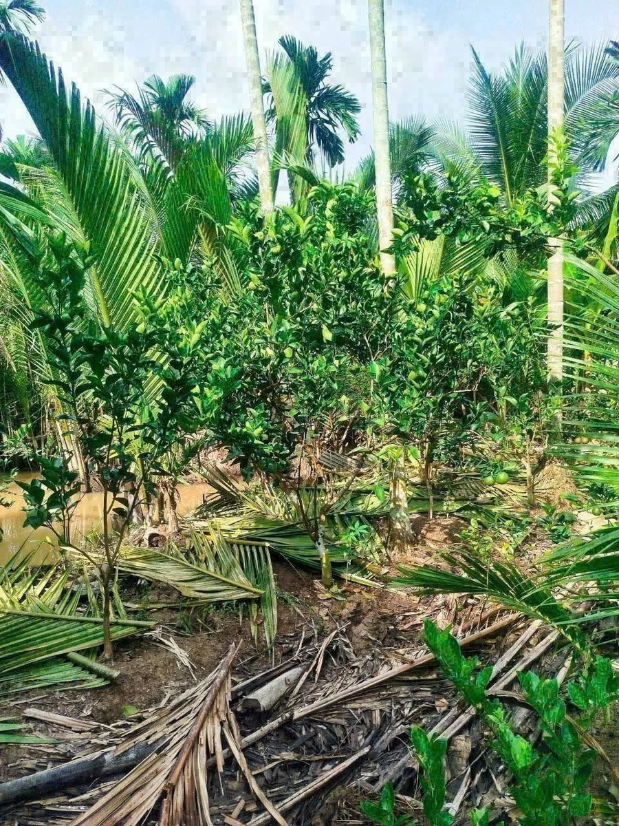 Bán đất vườn dừa 7,6 công Lương Hòa Cần Giờ - Ảnh thu nhỏ 4